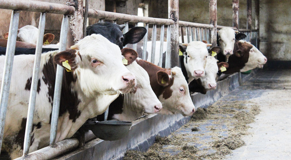 Racjonalne wykorzystanie produktów ubocznych w żywieniu bydła mięsnego wymaga umiejętnego wkomponowania ich w dawkę pokarmową Uboczne produkty w żywieniu bydła mięsnego