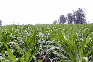 Uczmy się na błędach - uprawa kukurydzy
