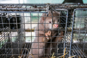 Ślęk: Zakaz hodowli zwierząt na futra rozwiązałby problem ferm norek