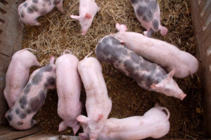 UE: Ceny świń rzeźnych - stabilne