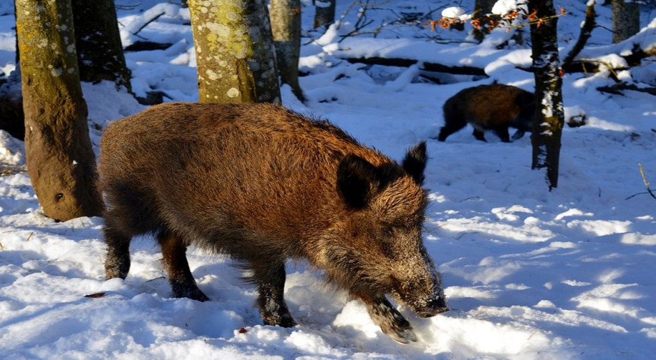 fot. Pixabay Zwalczać ASF u dzików czy izolować świnie?