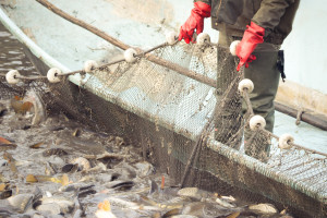 W. Brytania: Protest właścicieli firm połowowych po problemach z eksportem ryb do UE