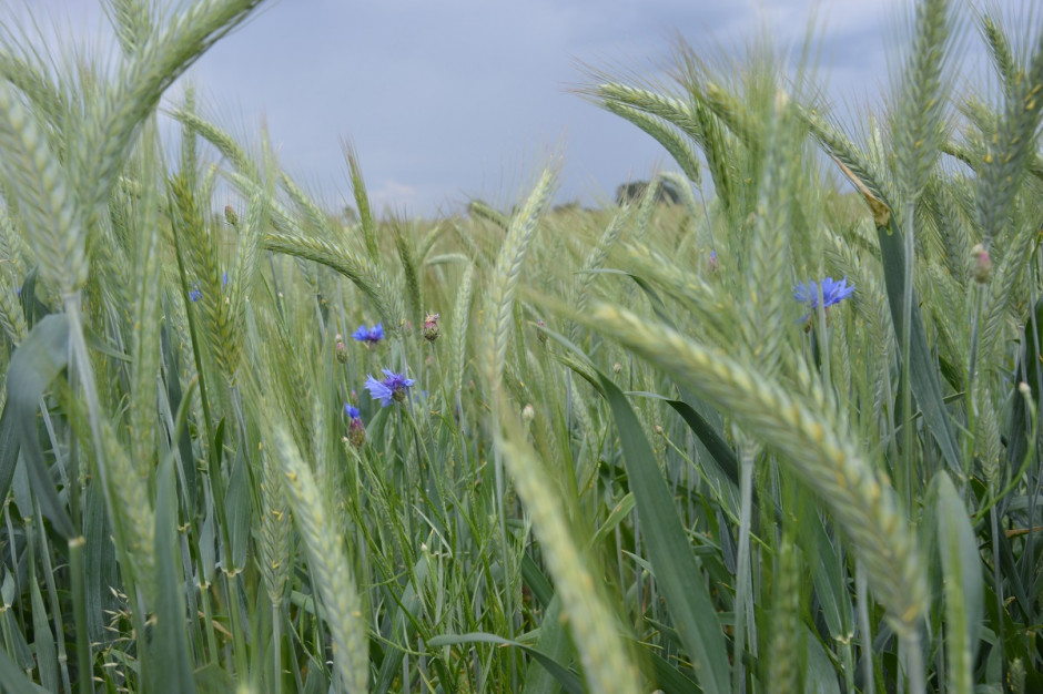  Chaber bławatek licznie zasiedla pola, jeśli gleba jest uboga w wapń; Fot. Katarzyna Szulc