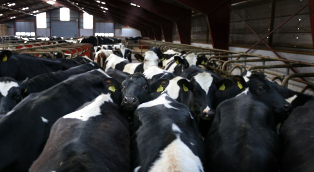 ARiMR przypomina rolnikom o obowiązku spisu zwierząt gospodarskich
