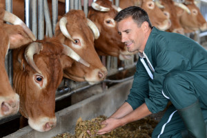 Holandia: Plany inwestycyjne producentów mleka