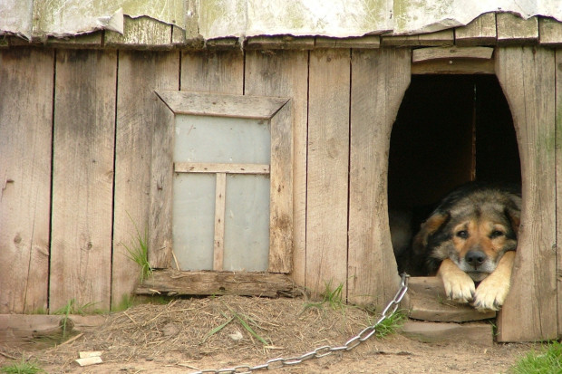 Kosiniak-Kamysz za zakazem trzymania psów na łańcuchu