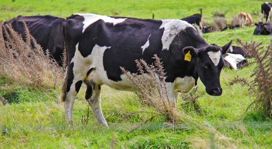 Średnie stado krów w Nowej Zelandii liczy 419 zwierząt (Fot.pixabay.com) KE dąży do zawarcia umowy o wolnym handlu z Nową Zelandią