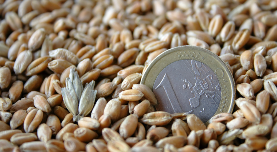 Fot. Shutterstock Mocny spadek ceny pszenicy na CBOT