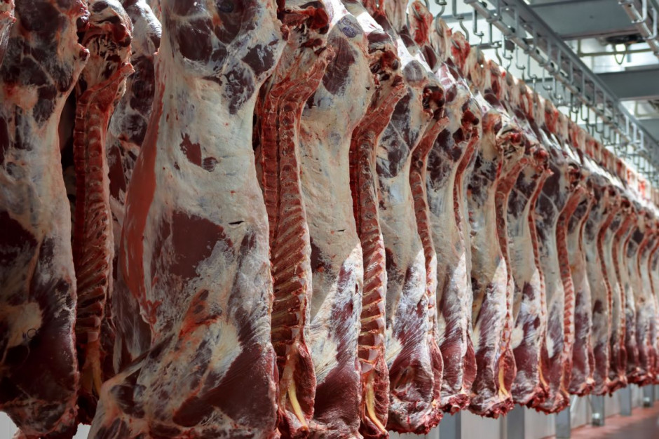Ograniczony import wołowiny z krajów Mercosur pozwolił na wzrost cen polskiego żywca wołowego, fot. shutterstock