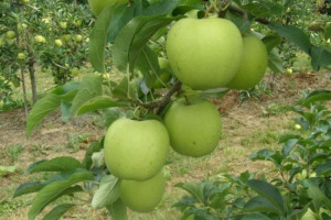 Nowa odmiana jabłoni wyhodowana przez SGGW