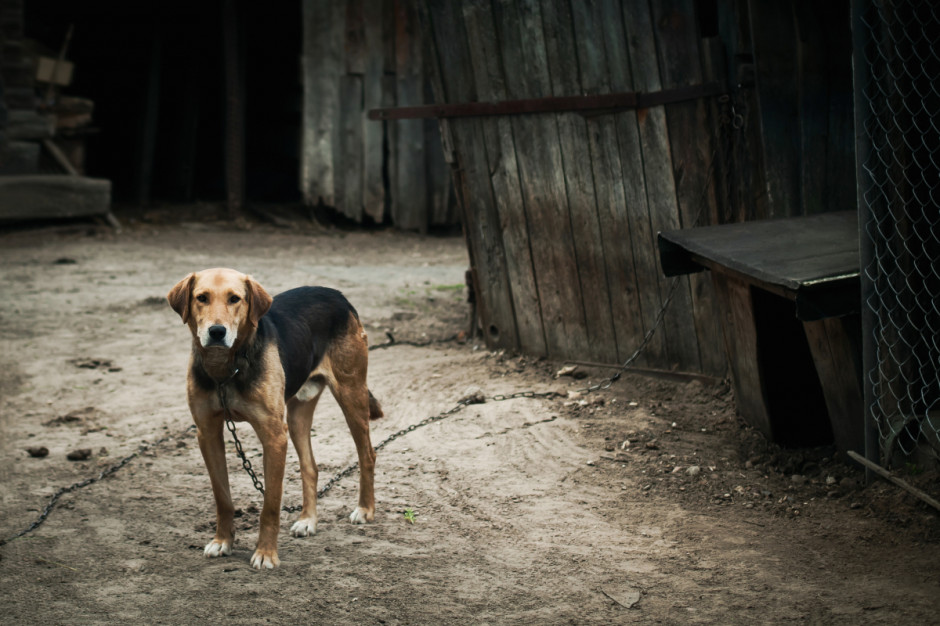 Jedna z propozycji projektu PiS zakłada zakaz trzymania psów na krótkiej uwięzi, Fot. Shutterstock