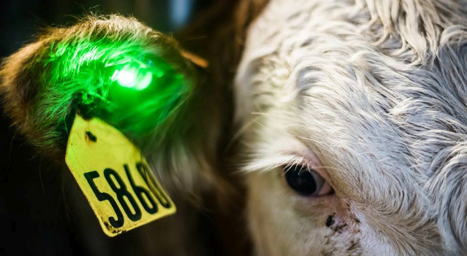 Fot. Facebook/Quantified Ag Zielone światło powiadomi nas o chorobie