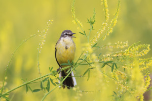 Czy śpiew ptaków ucichnie przez neonikotynoidy?