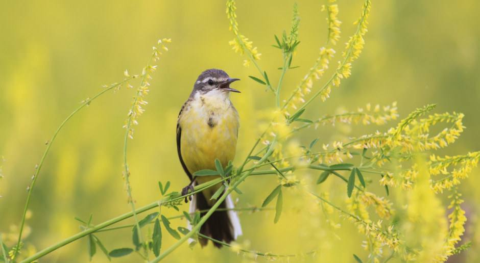 Fot. Shutterstock Czy śpiew ptaków ucichnie przez neonikotynoidy?