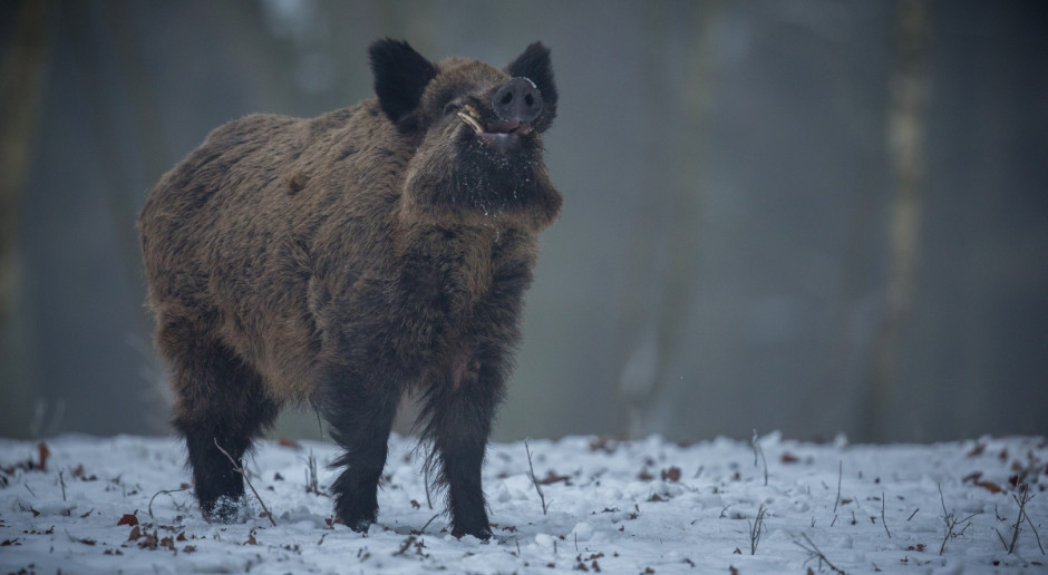 Fot. Shutterstock Kolejne przypadki ASF u dzików w pobliżu Warszawy