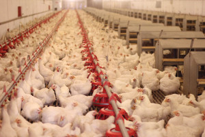 Bośnia i Hercegowina: Produkcja kurcząt może wzrosnąć o 50 proc.