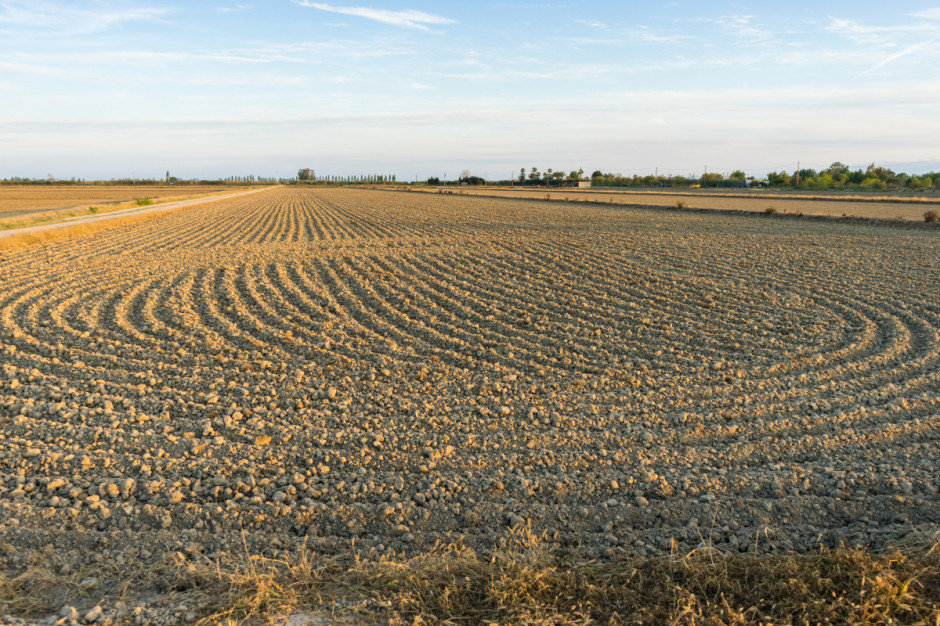 Obecnie, jeśli chodzi o uprawę zbóż, tegoroczny siew był dla rolników grą wysokiego ryzyka finansowego, fot. Shutterstock