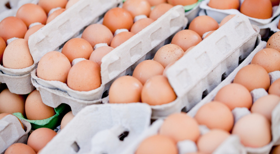 Fot. Shutterstock Nowy program zwalczania salmonelli zagrozi producentom jaj?
