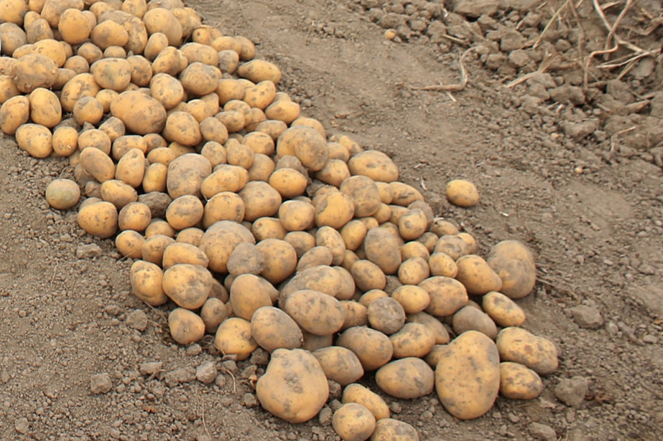 COBORU podało wstępne wyniki plonowania odmian ziemniaków jadalnych w doświadczeniach porejestrowych; Fot. A. Kobus