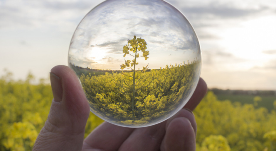 Fot. Shutterstock Senat za nowelizacją ustawy o biokomponentach i biopaliwach ciekłych