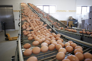 Drobiarze: Nowy program zwalczania salmonelli może spowodować wzrost cen jaj