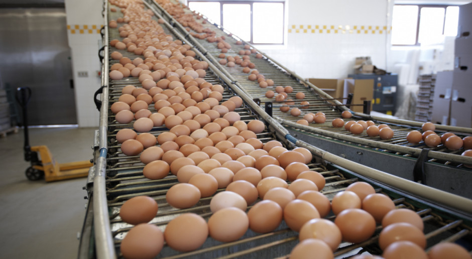 Fot. Shutterstock Drobiarze: Nowy program zwalczania salmonelli może spowodować wzrost cen jaj