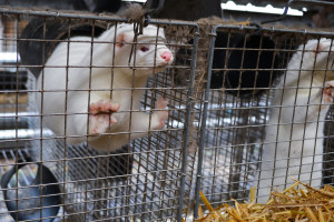 Zakaz hodowli zwierząt futerkowych będzie procedowany w Sejmie