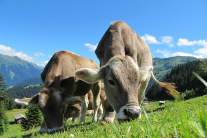 Austria: Wzrosła wydajność mleczna krów
