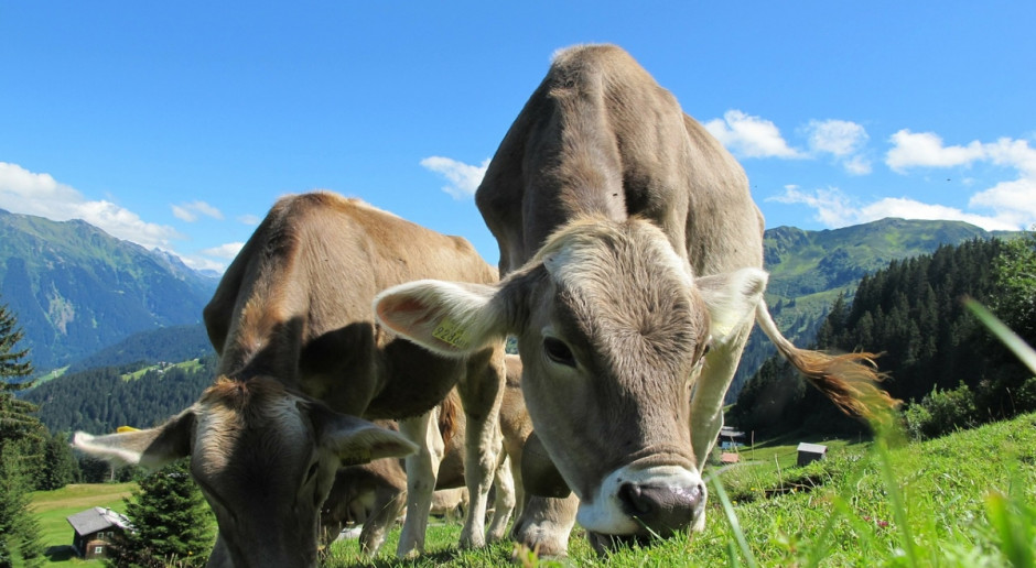 Austriackie krowy po raz kolejny nieznacznie zwiększyły wydajność mleczną w sezonie kontrolnym 2016/2017 (Fot. pixabay.com) Austria: Wzrosła wydajność mleczna krów