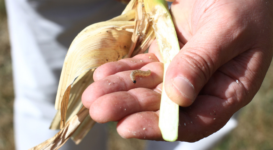 Fot. WK Jeżeli nie GMO, to co?