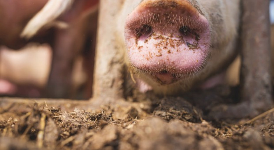 Rosja :Ognisko ASF na fermie świń Miratorgu (Fot.Shutterstock Rosja: Epidemia ASF dotarła do największego producenta świń