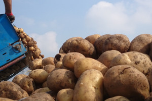 Przeciętny plon ziemniaka skrobiowego