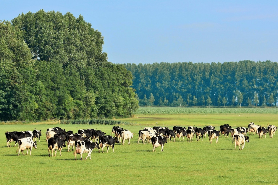 Holandia: Spada pogłowie krów mlecznych (Fot.pixabay.com)