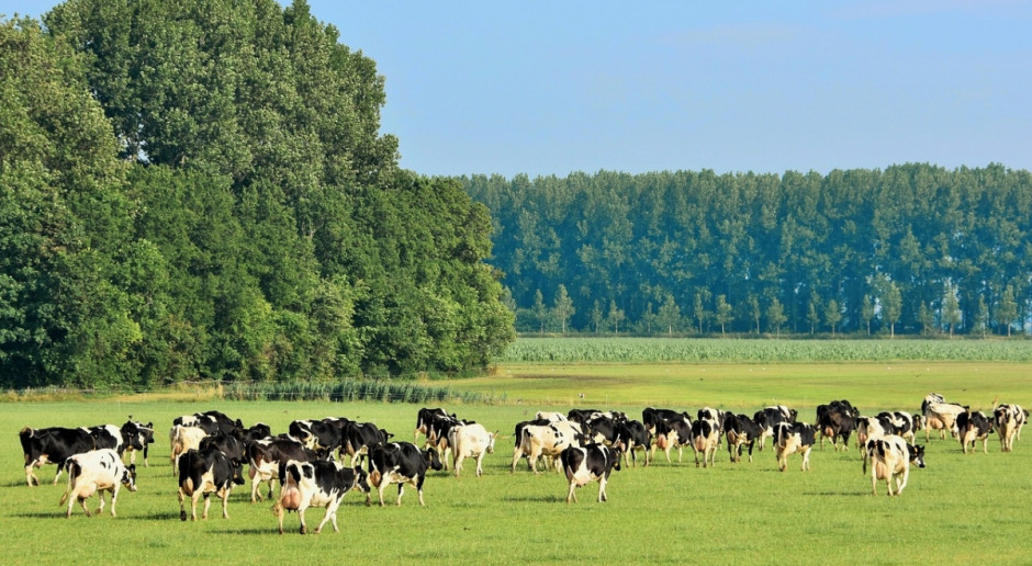 Holandia: Spada pogłowie krów mlecznych