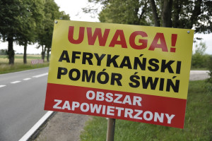 Morawiecki: Będziemy zwalczać ASF