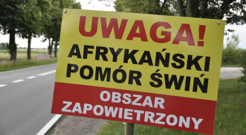 Fot. A. Królak Morawiecki: Będziemy zwalczać ASF