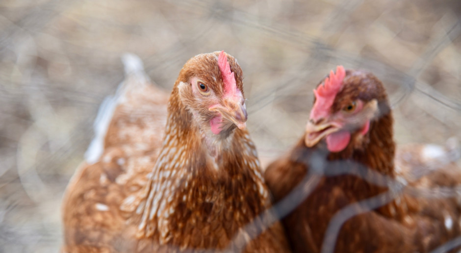 Salmonella enteritidis - najbardziej popularny serotyp bakterii salmonelli, wywołujący zakażenie w wyniku spożycia głównie jajek czy drobiu - był przyczyną 59 proc. wszystkich przypadków tej choroby odnotowanych w UE w roku 2016 r, fot. Shutterstock Raport: Niepokojący wzrost liczby przypadków zakażenia salmonellą