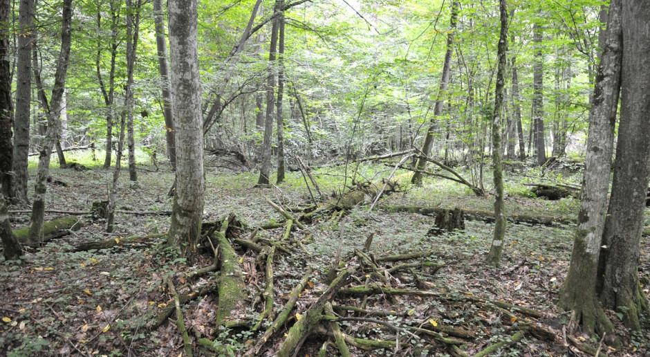Puszcza Białowieska, fot. Shutterstock Szyszko o Puszczy Białowieskiej: Polska wie, co robi