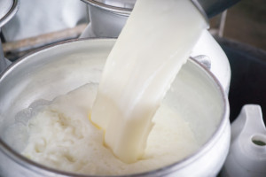 Rosja zwiększa produkcję mleka