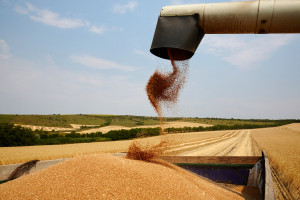 Izba Zbożowo-Paszowa: Na rynku duże zróżnicowanie cen zbóż