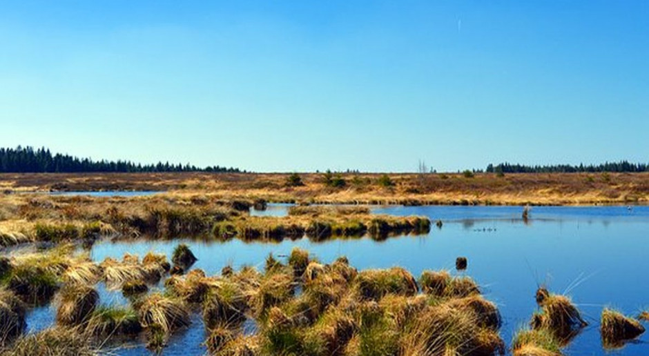 fot. Pixabay TUZ-y według nowego wykazu