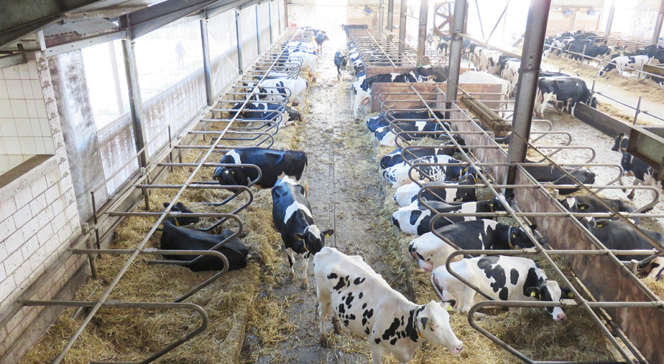 Wyróżnia się trzy postacie kwasicy: podkliniczną, kliniczną żwacza oraz metaboliczną Kwasica - lepiej zapobiegać, niż leczyć