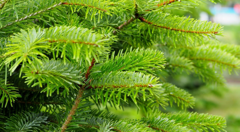 Fot. pixabay Podkarpacie: Nadleśnictwa planują sprzedać więcej choinek niż przed rokiem