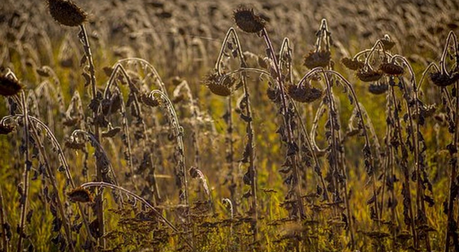 fot. Pixabay Ukraina: Grunty rolne nadal objęte moratorium