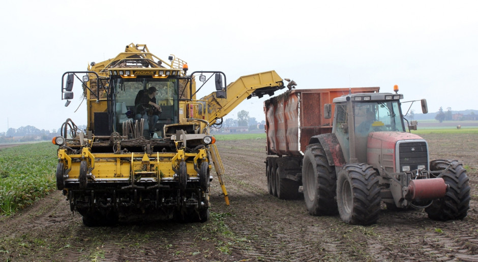 Burak cukrowy błędów nie wybacza. To roślina, która wymaga od plantatora dopracowania każdego szczegółu agrotechnicznego. Fot. A. Kobus Niższa zawartość cukru to nie tylko efekt deszczowej pogody