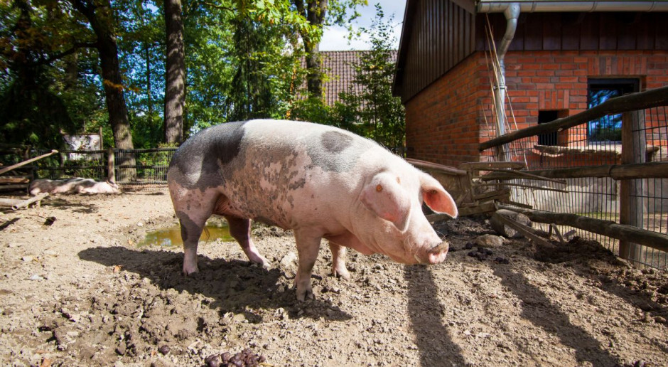 fot. Shutterstock Ogrodzenia lub niecki na terenach ASF z dofinansowaniem z PROW