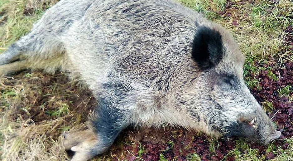 "Zalanego w pestkę" pupila uwiecznił na zdjęciu leśniczy Paweł Kowalski. Rolnik znalazł za stodołą dzika. Odyniec nie miał ASF, ale upił się jak "świnia"