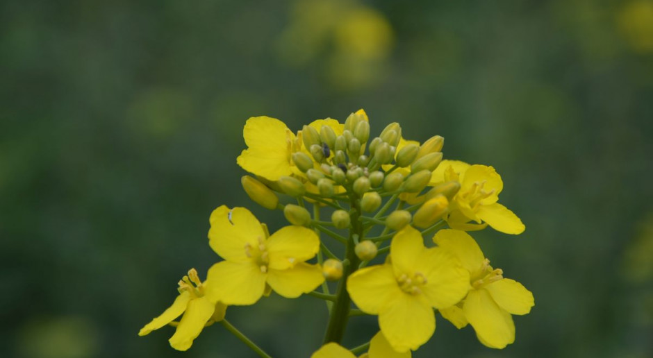 fot. M. Tyszka Biopaliwa z surowców rolnych – co dalej?