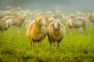 Na wyspie na Wiśle zamieszkało stado owiec i kóz