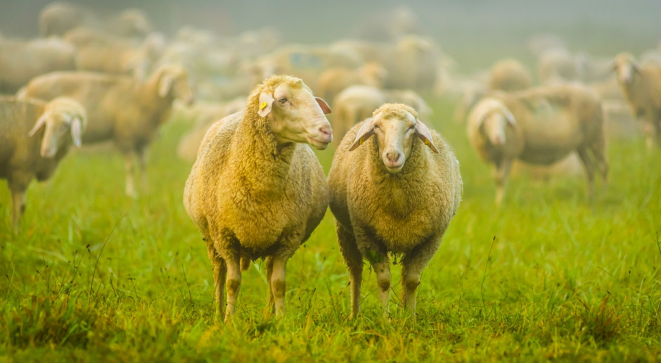 Fot. Shutterstock Na wyspie na Wiśle zamieszkało stado owiec i kóz